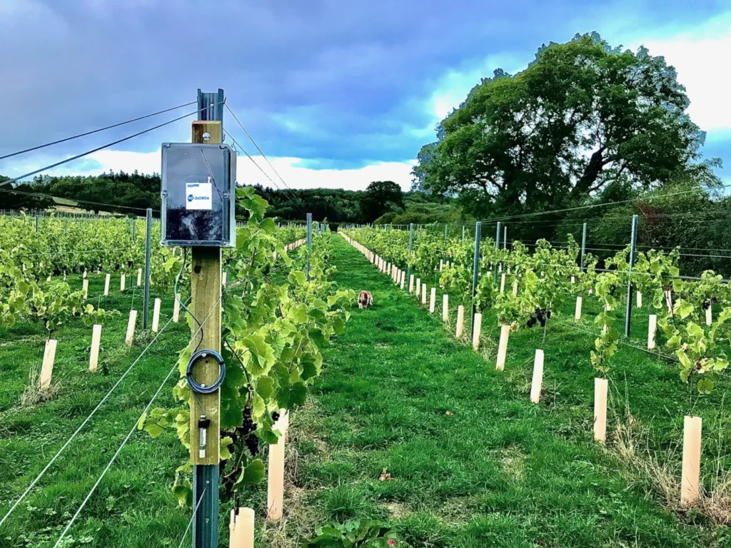 NB-IoT megoldás védi a szőlőt: esettanulmány a Tair Gafr Wines borászatról (CS01)