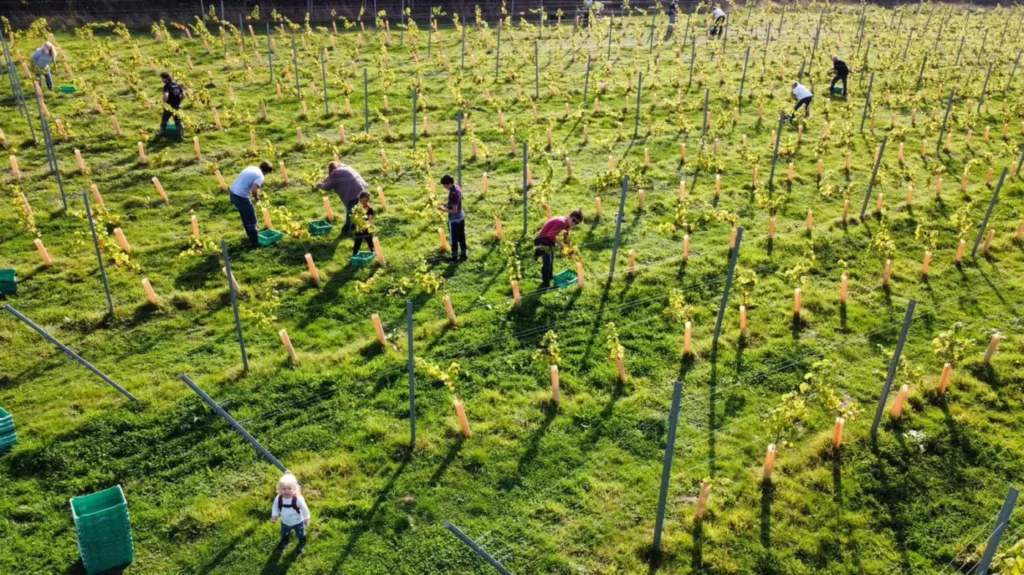 NB-IoT megoldás védi a szőlőt: esettanulmány a Tair Gafr Wines borászatról (CS01)