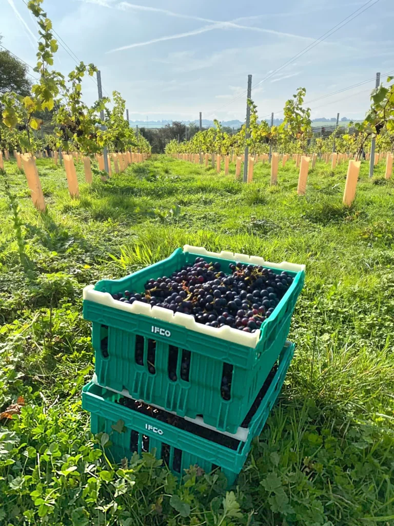 NB-IoT megoldás védi a szőlőt: esettanulmány a Tair Gafr Wines borászatról (CS01)